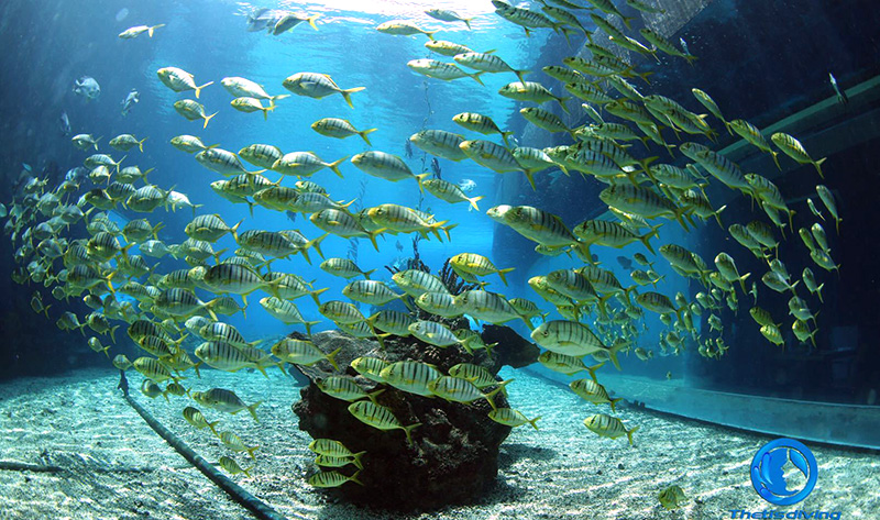 特締思海洋館潛水，我們不一樣（螞蜂窩）