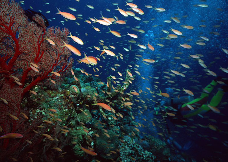 潛水百科：在哪學潛水