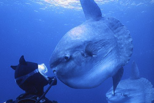 潛水時驚慌怎么辦？