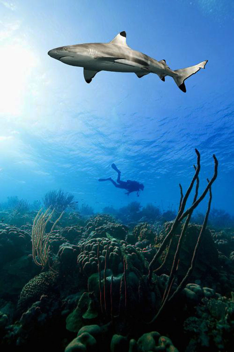 鯊魚為什么不吃潛水員？