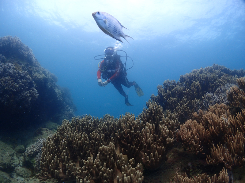 目前世界較大的潛水培訓(xùn)系統(tǒng)有哪些？