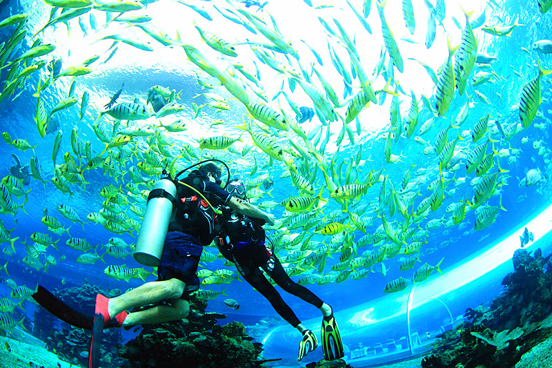 七個學(xué)習(xí)潛水的理由