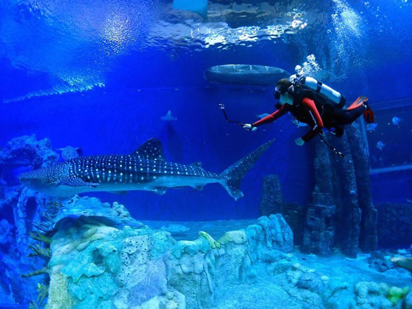 潛在水里，學(xué)做一條靜靜的魚