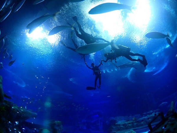 潛在水里，學(xué)做一條靜靜的魚