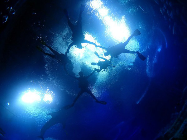 潛在水里，學(xué)做一條靜靜的魚