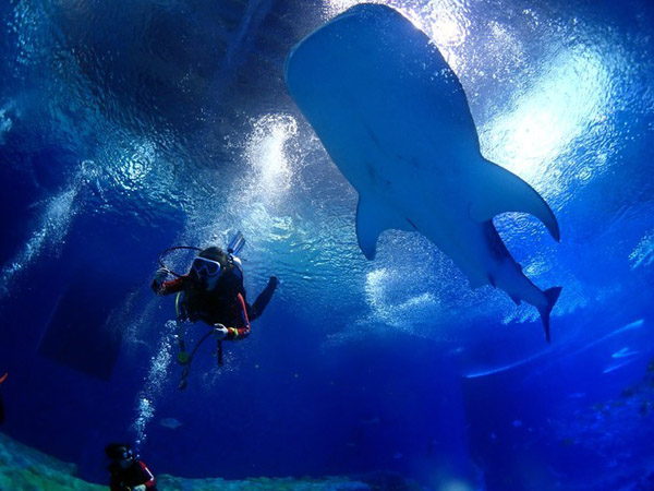 潛在水里，學(xué)做一條靜靜的魚