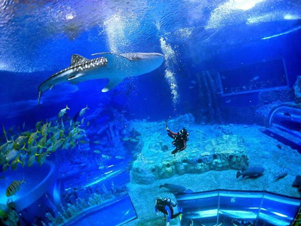 潛在水里，學(xué)做一條靜靜的魚