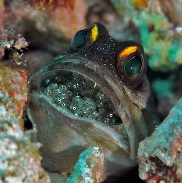 【潛水這艘賊船，這次開(kāi)往上帝的花園】文章轉(zhuǎn)自/三聯(lián)生活周刊