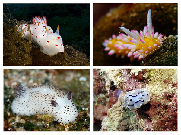 【潛水這艘賊船，這次開(kāi)往上帝的花園】文章轉(zhuǎn)自/三聯(lián)生活周刊