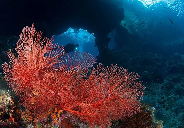 【潛水這艘賊船，這次開(kāi)往上帝的花園】文章轉(zhuǎn)自/三聯(lián)生活周刊