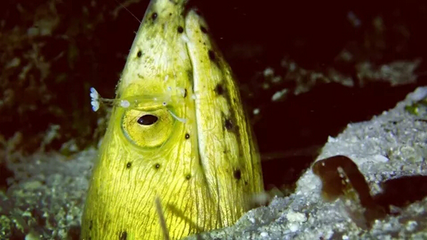 潛水拍照新姿勢，放下你的剪刀手，我們來這樣拍