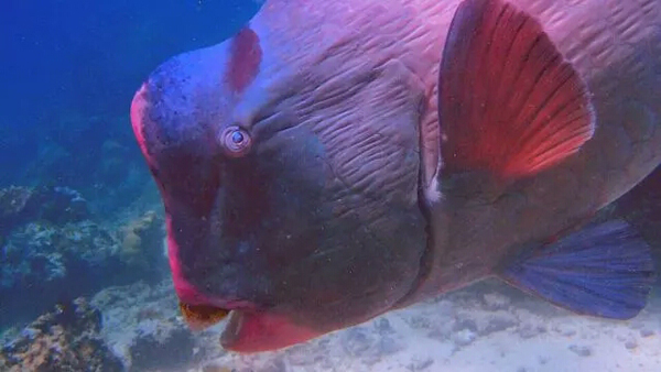 潛水拍照新姿勢，放下你的剪刀手，我們來這樣拍