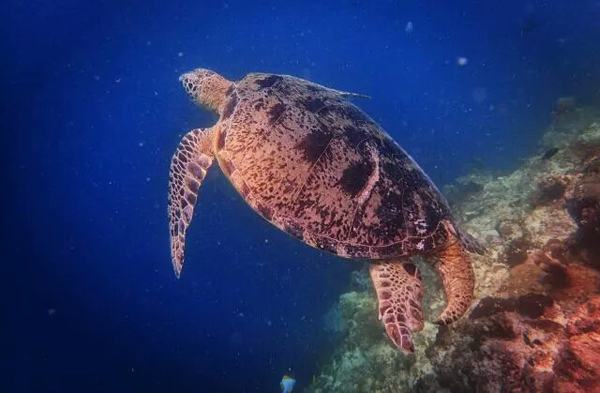潛水拍照新姿勢，放下你的剪刀手，我們來這樣拍