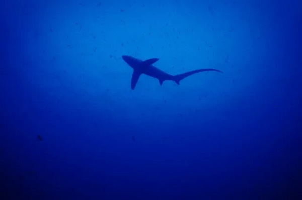 潛水拍照新姿勢，放下你的剪刀手，我們來這樣拍