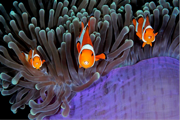 如何挑選一副好的面鏡