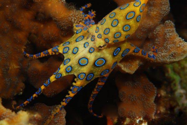 藍(lán)環(huán)章魚