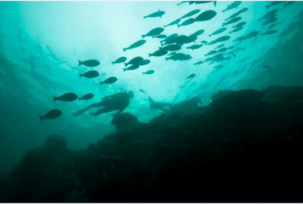 成為潛水員之前的你，是不是也問(wèn)過(guò)這些問(wèn)題？