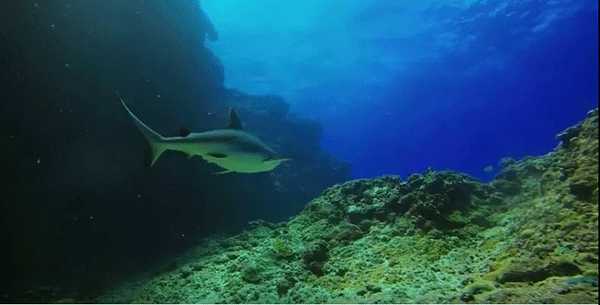 毛里求斯，不要太美