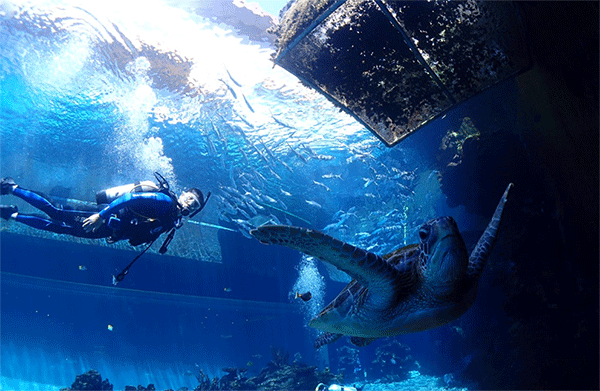 潛水常見問題，原來潛水沒你想的那么難