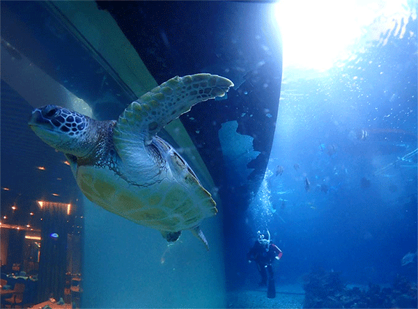 潛水常見問題，原來潛水沒你想的那么難