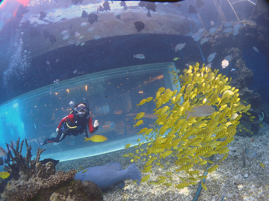 除了俯瞰大地的飛翔，還有潛入海底的翱翔。