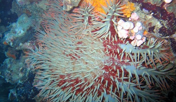 水下被海洋生物傷害到了該怎么辦？