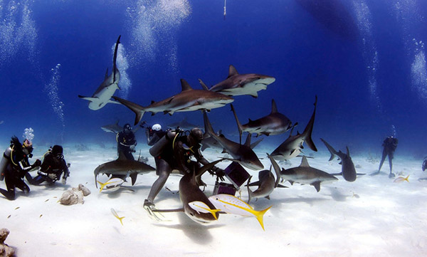 潛水員遭70頭鯊魚團團包圍